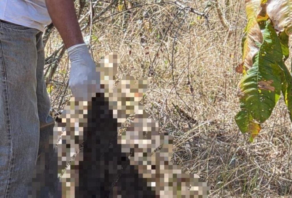 Ossada humana é encontrada em área rural de Várzea Grande
