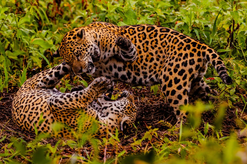 Pesquisa avalia impacto econômico do turismo de observação de onças no Pantanal de Mato Grosso