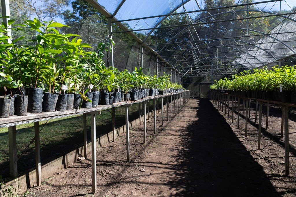 Prefeitura de Cuiabá realiza novo plantio nesta sexta e ultrapassa mil árvores plantadas em outubro